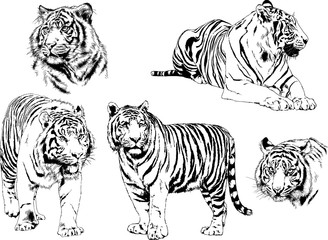 vector drawings sketches different predator , tigers lions cheetahs and leopards are drawn in ink by hand , objects with no background	