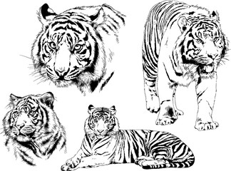 vector drawings sketches different predator , tigers lions cheetahs and leopards are drawn in ink by hand , objects with no background	