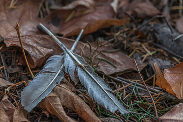 two gray feather crossed on fall leaves