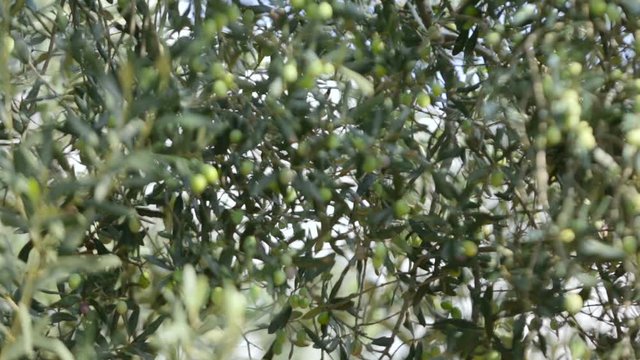 Olives and Branches in Small Village, Turkey
