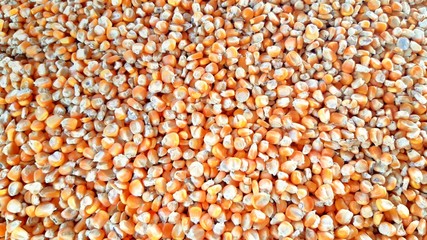 background of lentils