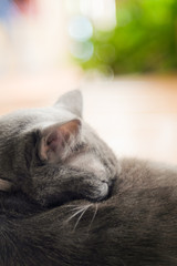 Close up cute cat lying sleeping with blurred background.