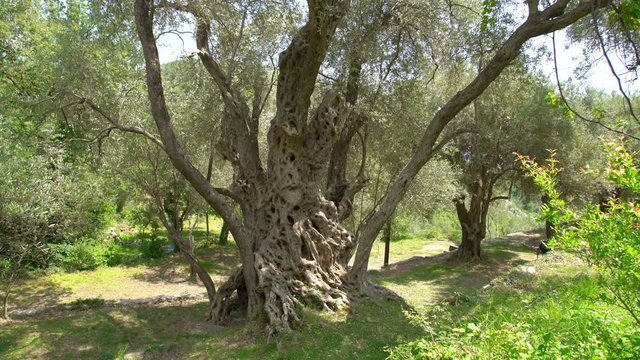 One of oldest living olive tree, 2000 years old, Budva, Montenegro