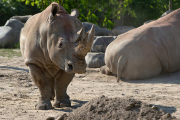 Fototapeta premium White Rhinoceros Ceratotherium Simum Rhino