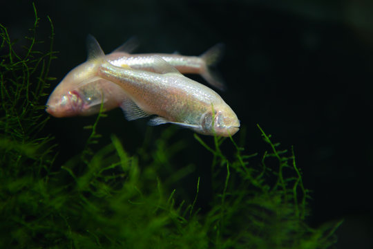 Two Blind Cave Characin Astyanax Mexicanus Mexican Tetra