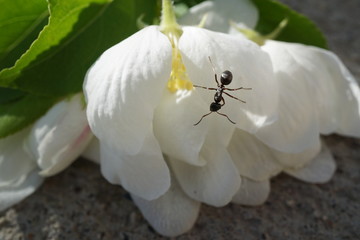 Cute Ant