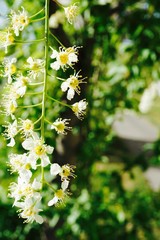 Flower Strand