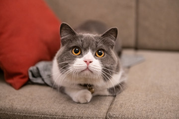 British shorthair cat lying on the sofa