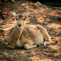 Brown Sika deer