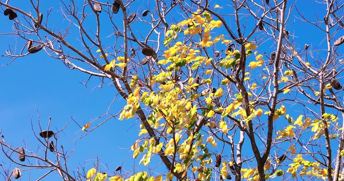(Afzelia xylocarpa)Dried fruit and yellow leaves in the autumn,Twigs against the sky background
