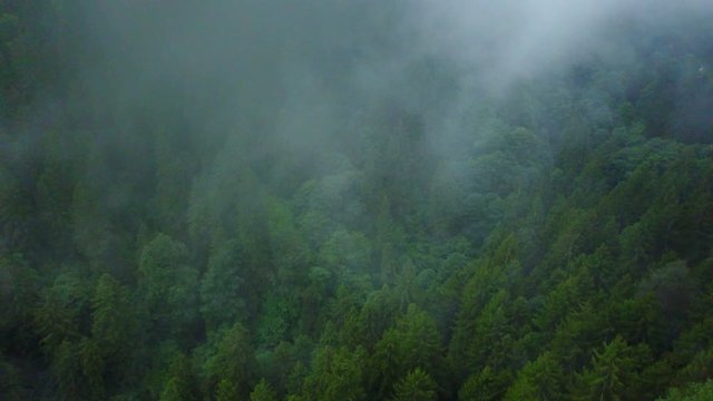Foggy, rainy and green pine forest of mountain looking dramatic nature