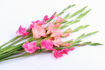 Pink gladiolus flower on white background
