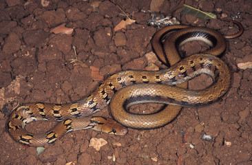 Coelognathus helena monticollaris. Montane Trinket Snake. Non venomous. Pune, Maharashtra, India.