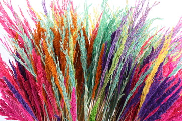 Colorful dried jasmine rice on white background