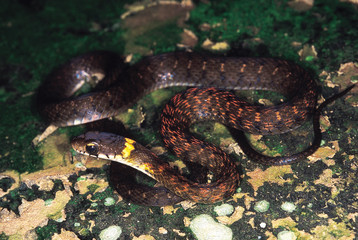 Rhabdophis himalayanus. Himalayan Keelback. Possibly venomous. Arunachal Pradesh, India.