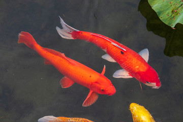 Fancy carp(Koi) fishes are swimming in a lake. 