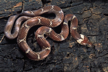 Lycodon Aulicus. Common Wolf snake. Non venomous. Maharashtra, India.