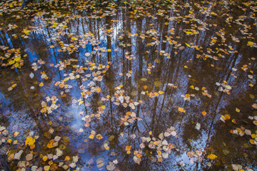 Reflection in the water of an autumn forest. Fallen foliage floating in the water.