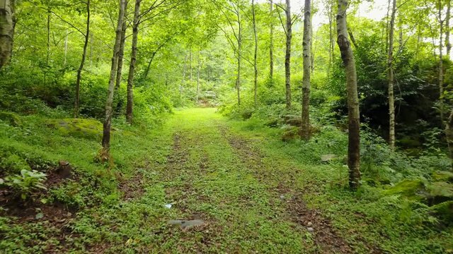 Go into the green Macahel forest in north of Turkey