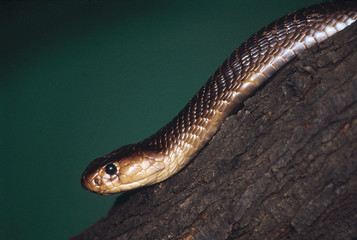 Naja naja. The famous Cobra hood is not always visible. Venomous. Maharashtra, India.