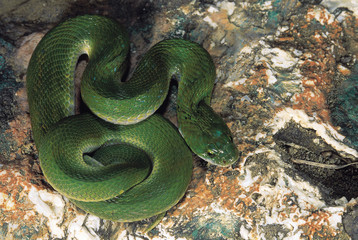 Macropisthodon Plumbicolorl. Grass snake/Green Keelback. Adult close up. Non venomous. Maharashtra, India.