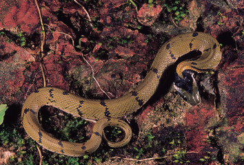 Macropisthodon Plumbicolorl. Grass snake/Green Keelback. Adult close up. Non venomous. Maharashtra, India.
