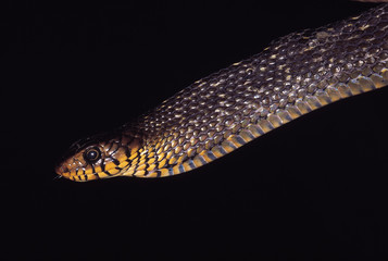 Coluber Mucosus. When alarmed, the Dhaman/Rat snake will inflate its forebody. Non venomous. Maharashtra, India.