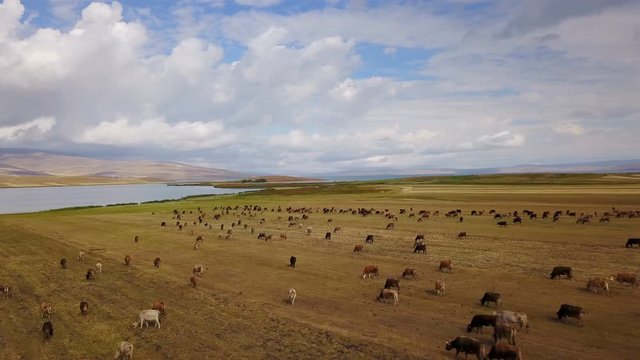 Cows grazing near the Cildir Lake in Kars, Ardahan, Turkey