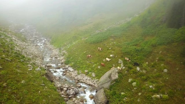 Clean stream flowing of green Ayder Plateau in Rize, Turkey