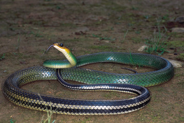 Coluber Nigromarginatus. Green Rat snake. Non venomous. Arunachal Pradesh, India.