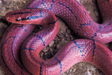Elaphe Porphyracea Porphyracea. Red Bamboo Rat snake. Non venomous. Arunachal Pradesh, India.