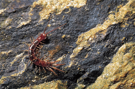 Lithobiomorph Stone centipede. Arunachal Pradesh, India.