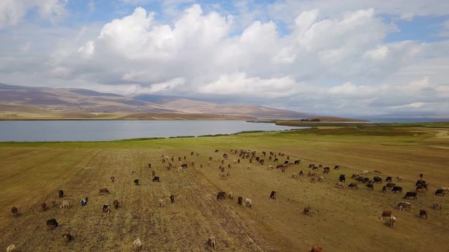 Cows grazing near the Cildir Lake in Kars, Ardahan, Turkey