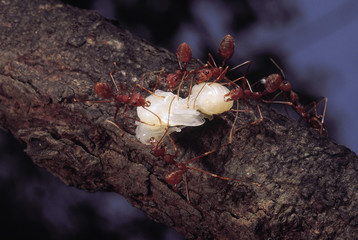 Oecophylla Smaragdina and Hymenopteran Pupa. Red Tree 'Fire' ants carrying off a wasp pupa. Valvan lake, Maharashtra, India.