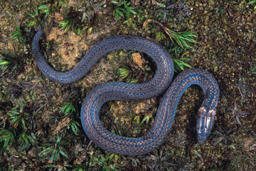 Blythia Reticulata. A juvenile Iridescent snake. The nuchal collar is absent in adults. Non venomous.  Arunachal Pradesh, India.