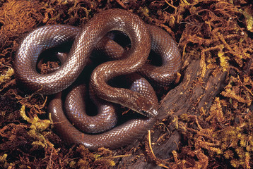 Coronella Brachyura. Leith's Smooth snake. Non venomous.  Katraj Snake Park, Pune, Maharashtra, India.