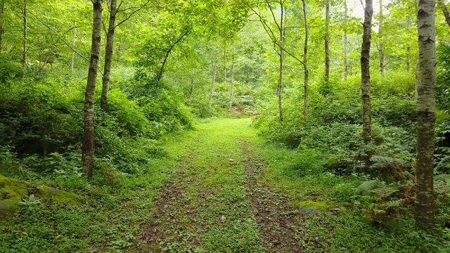 Go into the green Macahel forest in north of Turkey