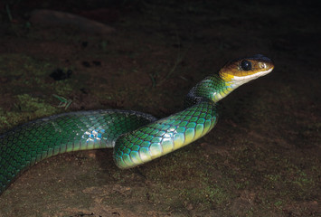 Coluber Nigromarginatus. Green Rat snake. Non venomous. Among the few photographs that exist of this species. Arunachal Pradesh, India.