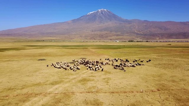 Sheeps grazing, Noah's Mount Ararat Meadow, Agri Dagi, Turkey