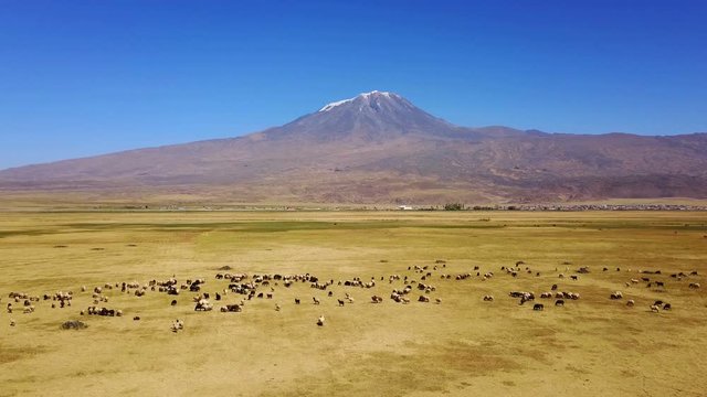 Sheeps grazing, Noah's Mount Ararat Meadow, Agri Dagi, Turkey