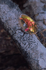 Aspidomorpha species. Goldenbronze Tortoise beetle. Castle Rock, Karnataka, India.