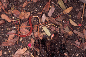 Riopa Punctata. Juvenile snake skink. Pune, Maharashtra, India.