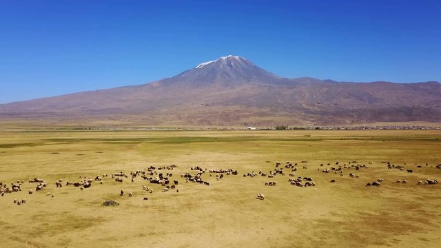 Sheeps grazing, Noah's Mount Ararat Meadow, Agri Dagi, Turkey