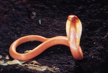 Fototapeta premium Naja Naja. Albino Cobra. Venomous. Katraj Snake Park, Pune, Maharashtra, India.
