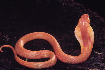 Fototapeta premium Naja Naja. Albino Cobra. Venomous. Katraj Snake Park, Pune, Maharashtra, India.