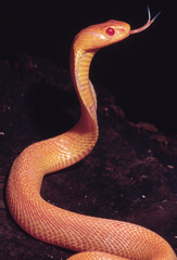 Naja Naja. Albino Cobra. Venomous. Katraj Snake Park, Pune, Maharashtra, India.