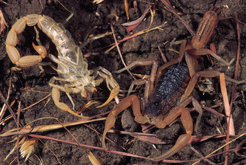 Mesobuthus Tamulus Tamulus. Indian red scorpion. Scorpion with moult. Maharashtra, India.