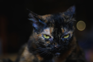 Portrait Closeup front facing portrait of Angry Grumpy cat unhappy looking directly at the camera with an angry expressing and soft focus of bokeh in background