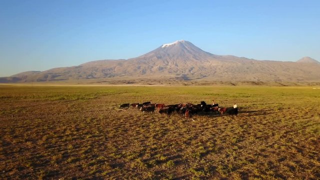 Cows grazing on Noah's Mount Ararat Meadow, Agri Dagi, Turkey