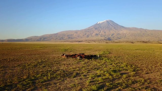 Cows grazing on Noah's Mount Ararat Meadow, Agri Dagi, Turkey